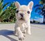 Gratis asequibles cachorros de bulldog francés capacitados