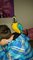Gratis azul y oro guacamayo hembra 9 meses de edad