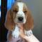 Gratis Basset Hound cachorros listos - Foto 1