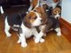 Gratis basset hound encantador cachorros