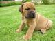 Gratis Boerboel cachorros disponibles - Foto 1