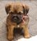 Gratis border terrier cachorros listo