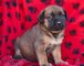 Gratis bullmastiff del perritos