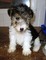 Gratis cabelludo del alambre fox terrier cachorros