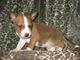 Gratis cachorros basenji disponibles