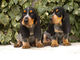 Gratis cachorros Basset Bleu De Gasc disponibles - Foto 1