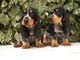 Gratis cachorros basset bleu de gasc disponibles