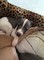 Gratis cachorros brillantes kc galgo italiano