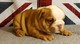 Gratis cachorros bulldog old tyme izquierda