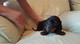 Gratis cachorros dachshund miniatura hermosas