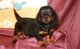 Gratis cachorros Dachshund por reubicación - Foto 1