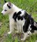 Gratis cachorros de Alaska Klee Kai - Foto 1
