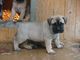 Gratis cachorros de Bullmastiff disponibles disponibles - Foto 1