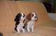 Gratis cachorros de cavalier king charles spaniel