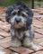 Gratis cachorros de dandie dinmont terrier disponibles