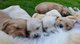 Gratis cachorros de Golden Retriever - Foto 1