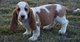 Gratis cachorros de perro de afloramiento