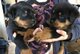 Gratis cachorros de Rottweiler puros - Foto 1