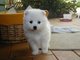 Gratis cachorros de spitz japoneses en adopción