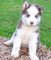 Gratis cachorros husky siberiano