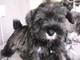 Gratis cachorros schnauzer