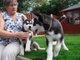 Gratis cachorros Siberian Husky macho y hembra los ojos azules - Foto 1