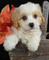 Gratis Cavachon cachorros disponibles - Foto 1