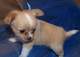 Gratis chihuahua cachorros