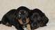 Gratis dachshund miniatura cachorros listo