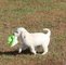 Gratis de golden retriever cachorros