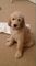 Gratis de la calidad de goldendoodle cachorros