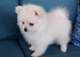 Gratis encantadores pomeranian cachorros