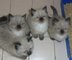 Gratis gatitos de ragdoll del punto del sello