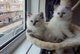 Gratis gatitos persas para la venta - Foto 1