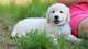 Gratis golden retriever cachorros