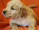 Gratis golden retriever para la venta