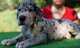 Gratis Gran Dane cachorro para adopción - Foto 1
