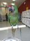 Gratis guacamayos, loros, cacatúas, amazonas, tucanes