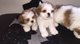 Gratis hembras y machos cachorros shih tzu