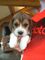 Gratis hermosas Beagle cachorros disponibles - Foto 1