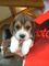 Gratis hermosas beagle cachorros disponibles