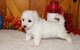 Gratis impresionante del perrito de bichon frise