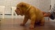 Gratis Impresionante Sharpei Cachorros ListoYa - Foto 1