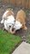 Gratis impresionantes cachorros bulldog inglés kc registrado