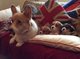 Gratis Impresionantes cachorros Welsh Corgi Disponible Ahora - Foto 1