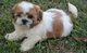 Gratis Impresionantes Shih Tzu cachorros - Foto 1