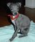 Gratis Italian Greyhound cachorros listos - Foto 1