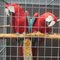 Gratis macaw verde del ala de la gallina (demostrado aviario)