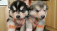 Gratis malamute de Alaska cachorros - Foto 1