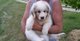 Gratis montaña de los pirineos en adopción